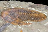 Cambropallas Trilobite - Jbel Ougnate, Morocco #125125-3